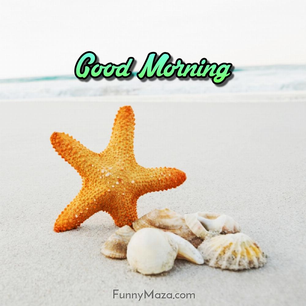 Good Morning Beach Starfish Shells Images