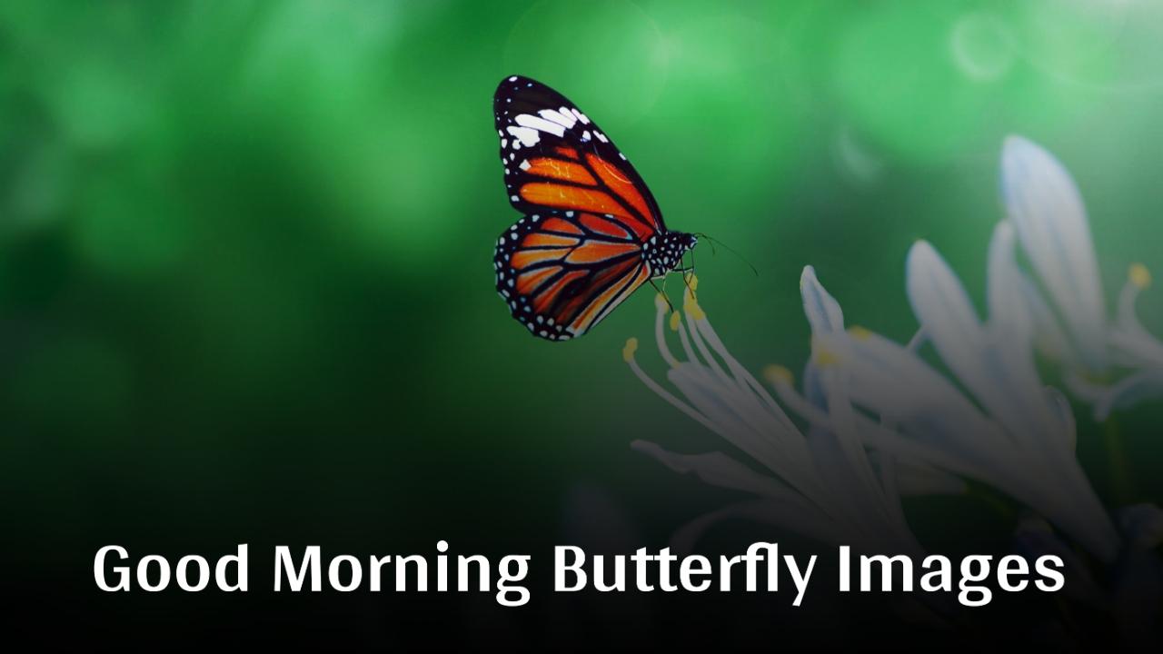 Beautiful Good Morning Butterfly Images