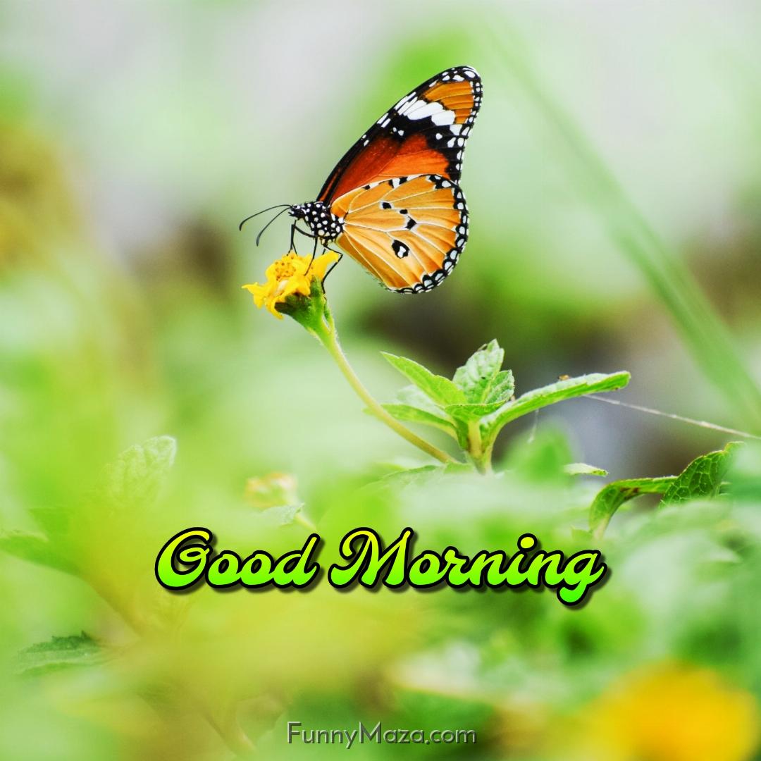 Beautiful Good Morning Butterfly Images