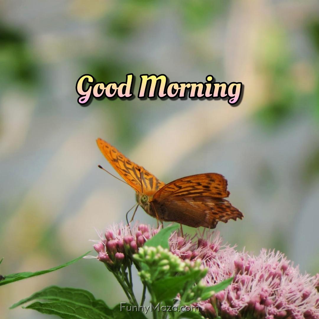 Butterfly Good Morning Images