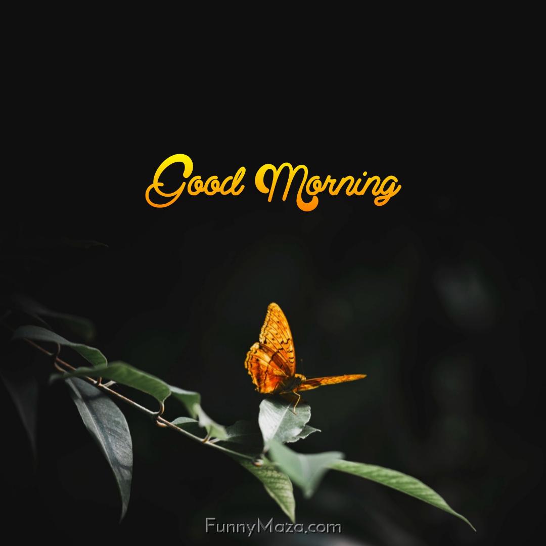 Butterfly Morning Images Download