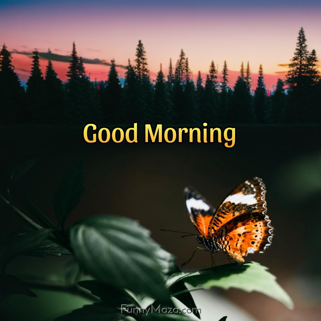 Butterfly Morning Images