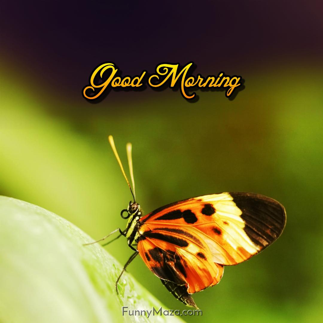 Free Butterfly Good Morning Images