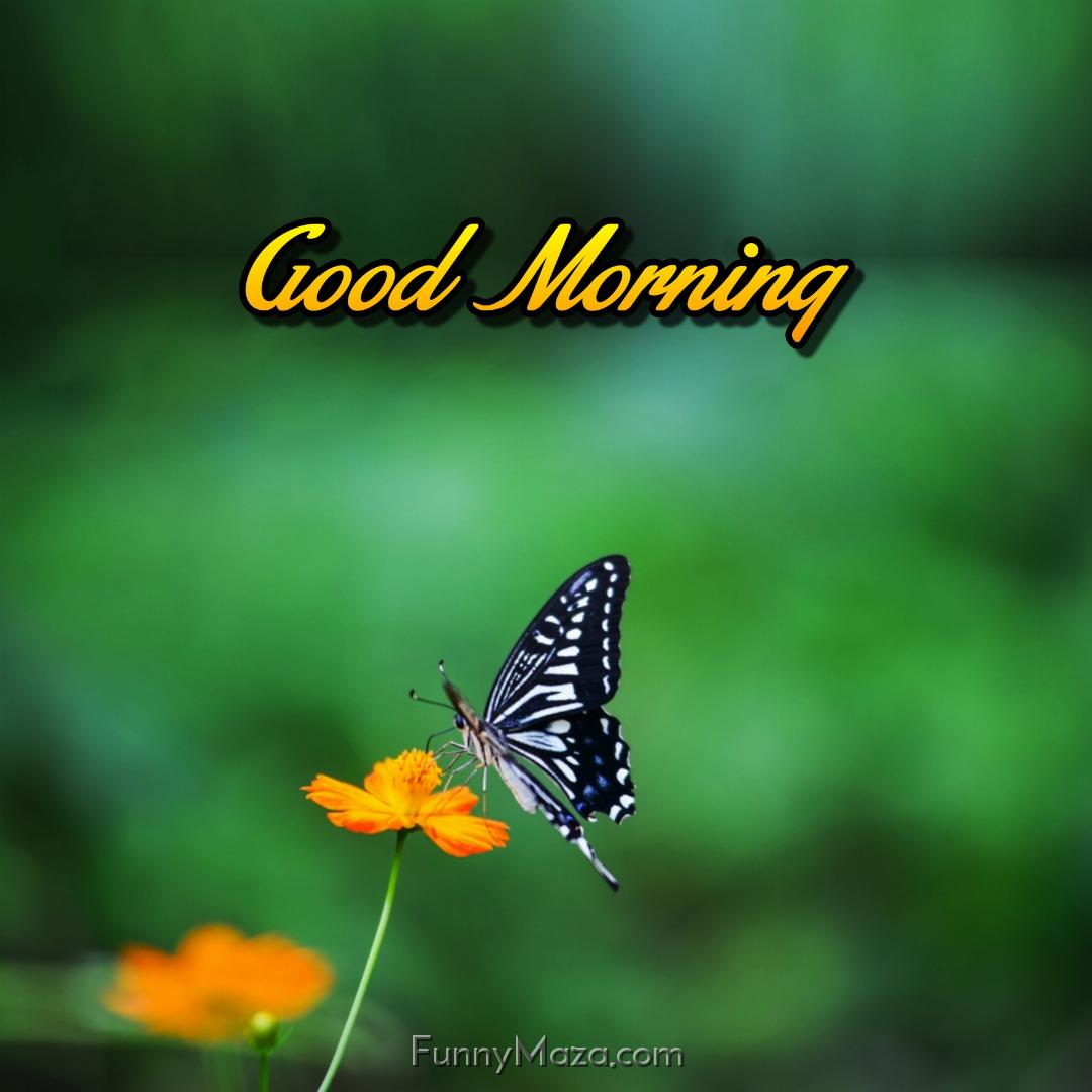 Free Good Morning Butterfly Images Download