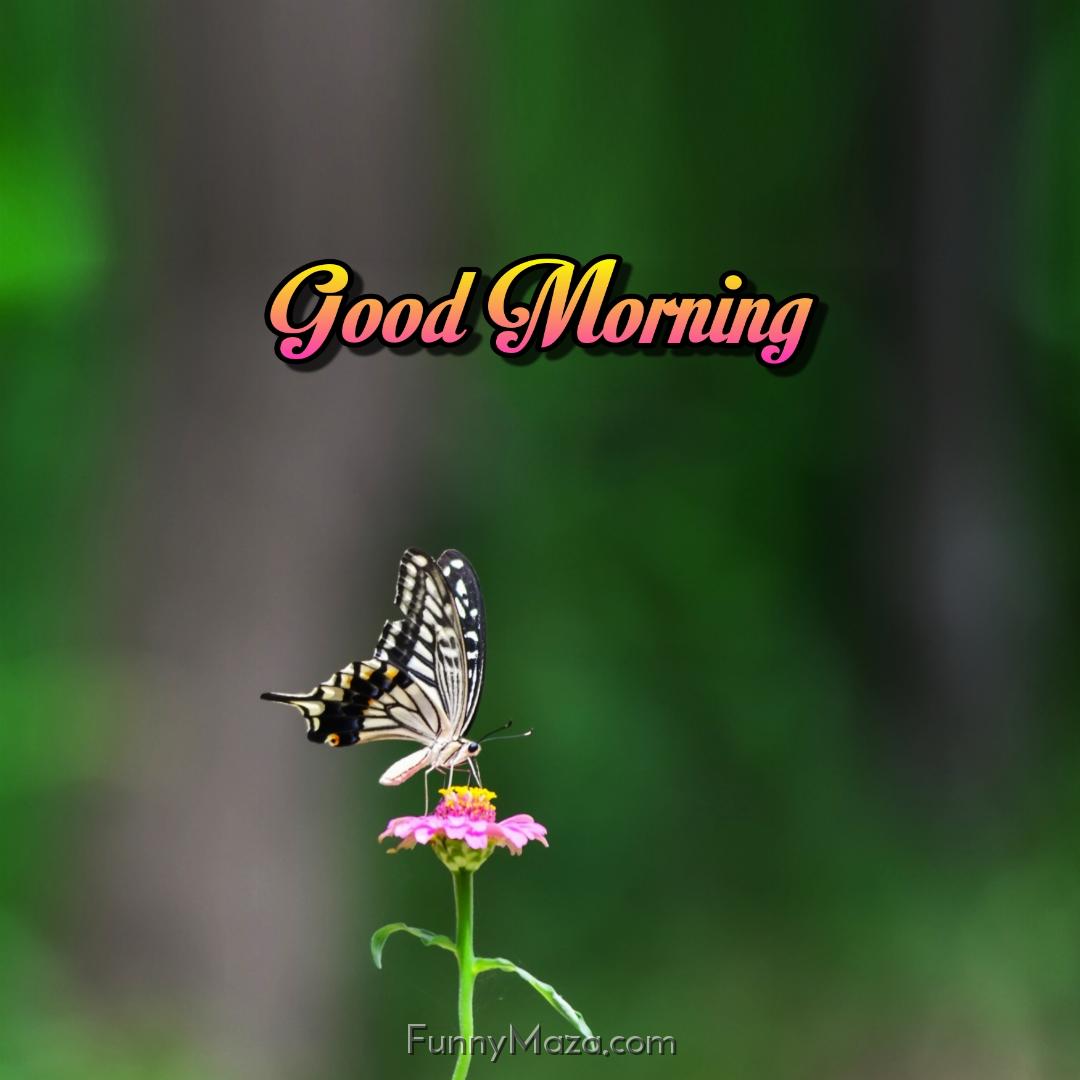 Free Good Morning Butterfly Images