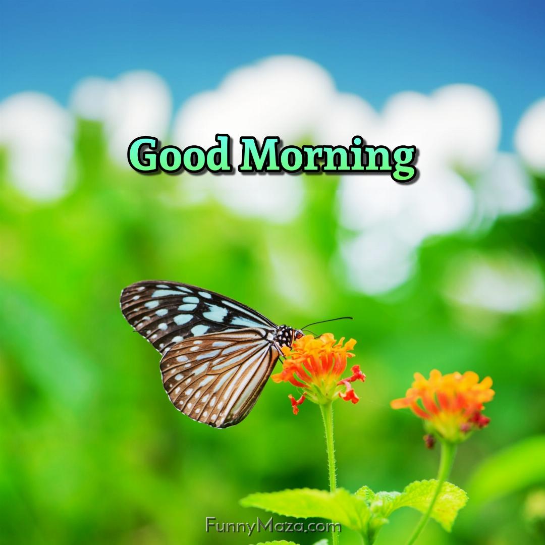 Good Morning Beautiful Butterfly Images Download