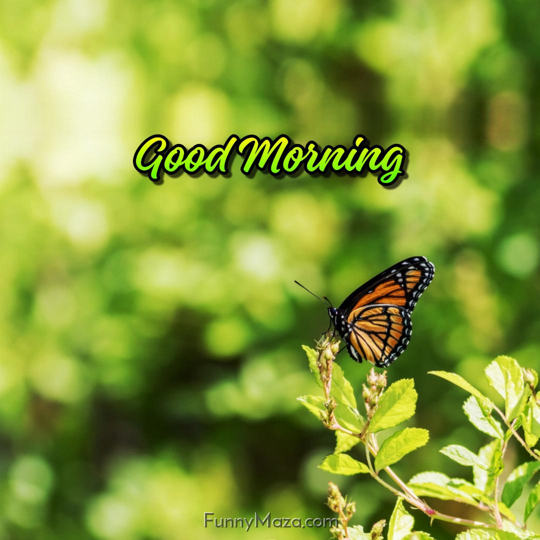 Good Morning Beautiful Butterfly Images