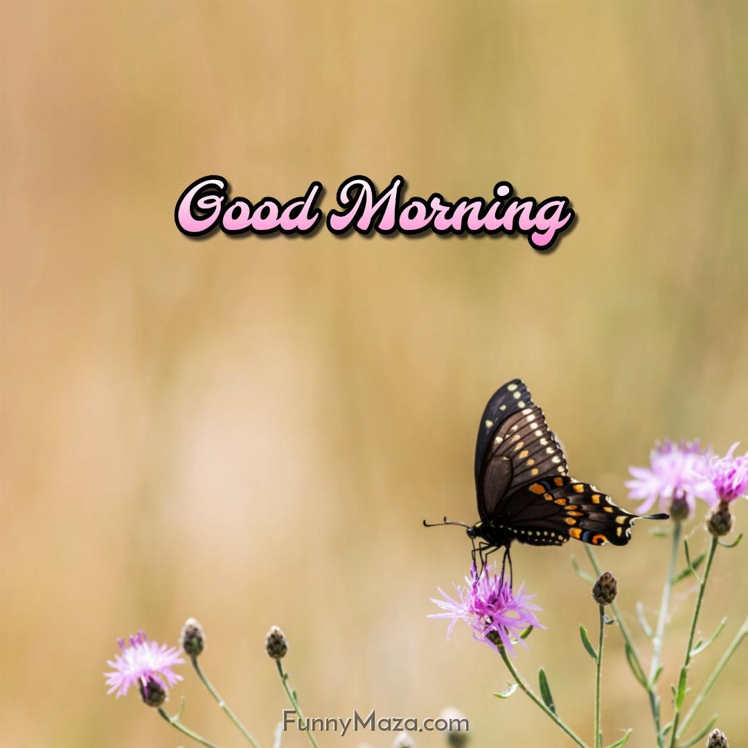 Good Morning Black Butterfly Images Download