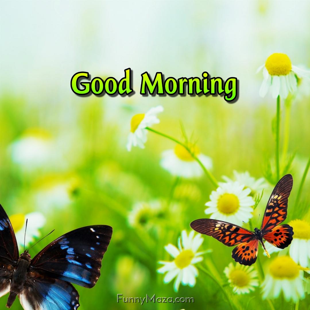 Good Morning Butterflies Images