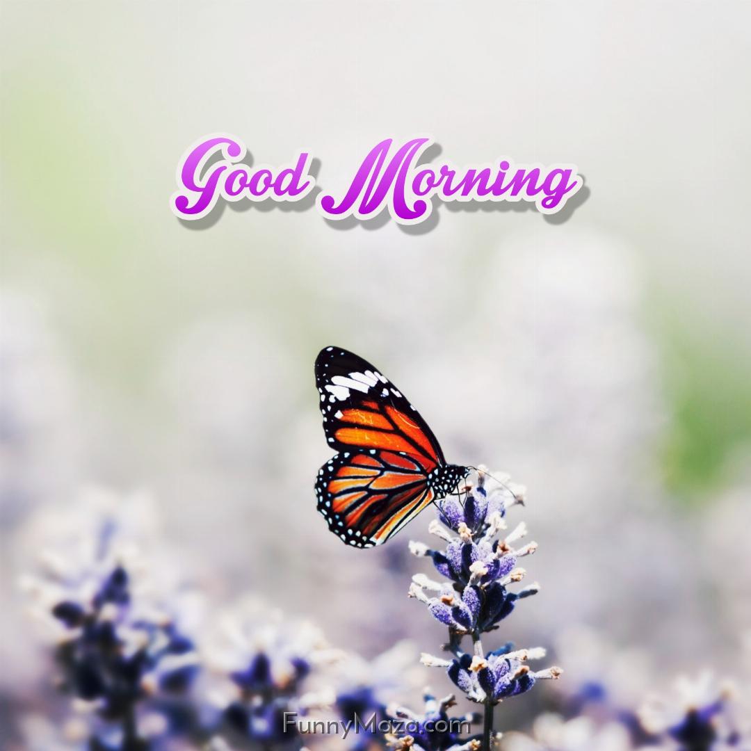 Good Morning Butterfly Images Download