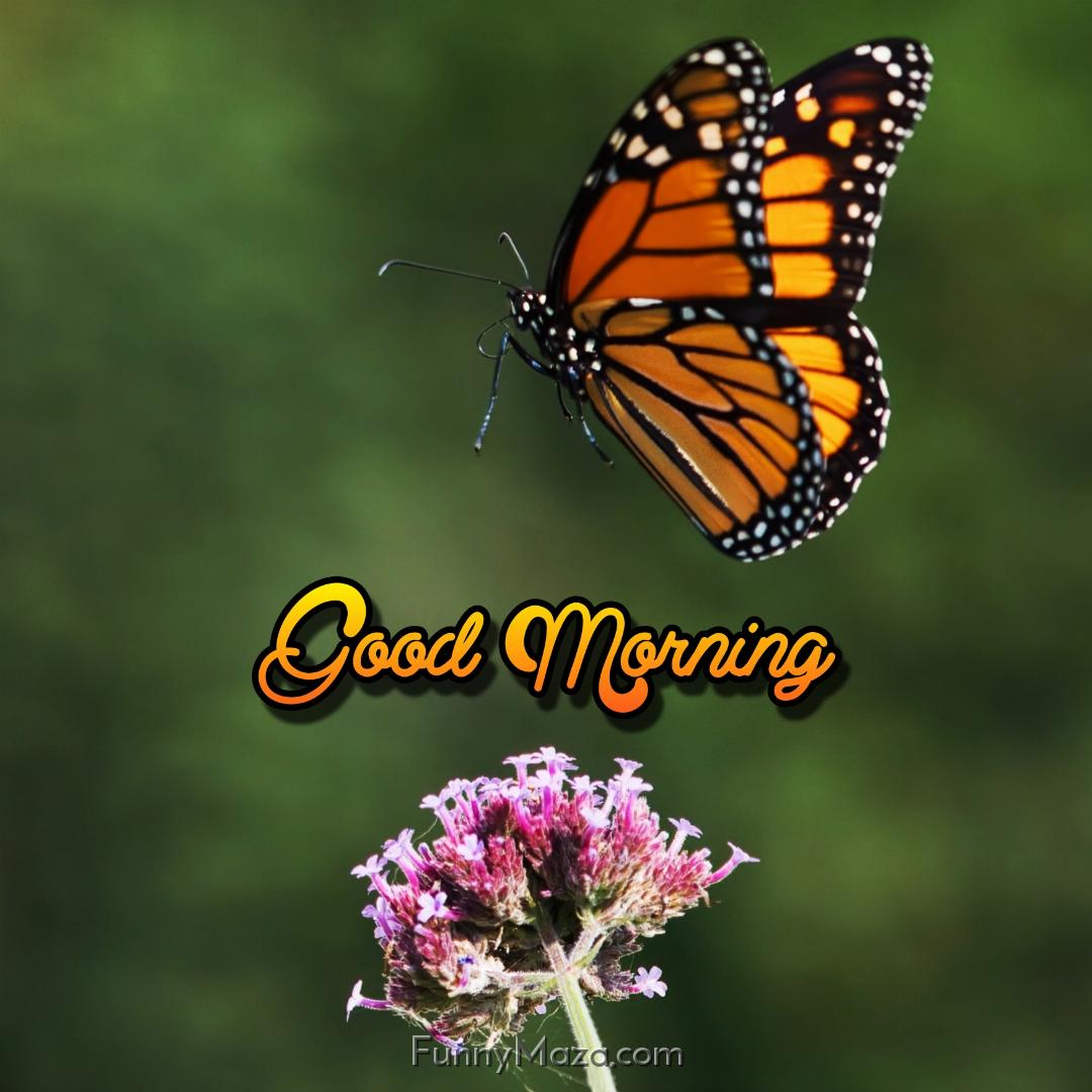 Good Morning Butterfly Images