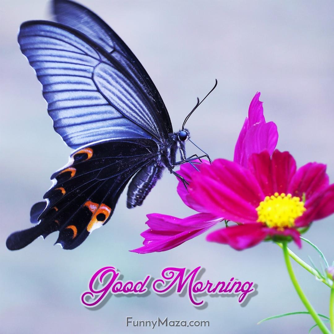 Good Morning Butterfly Pictures Download