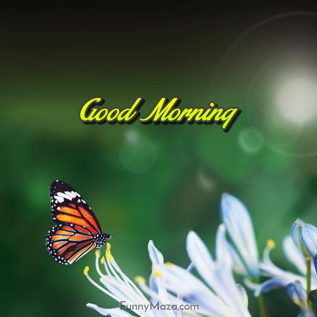 Good Morning Butterfly Pictures