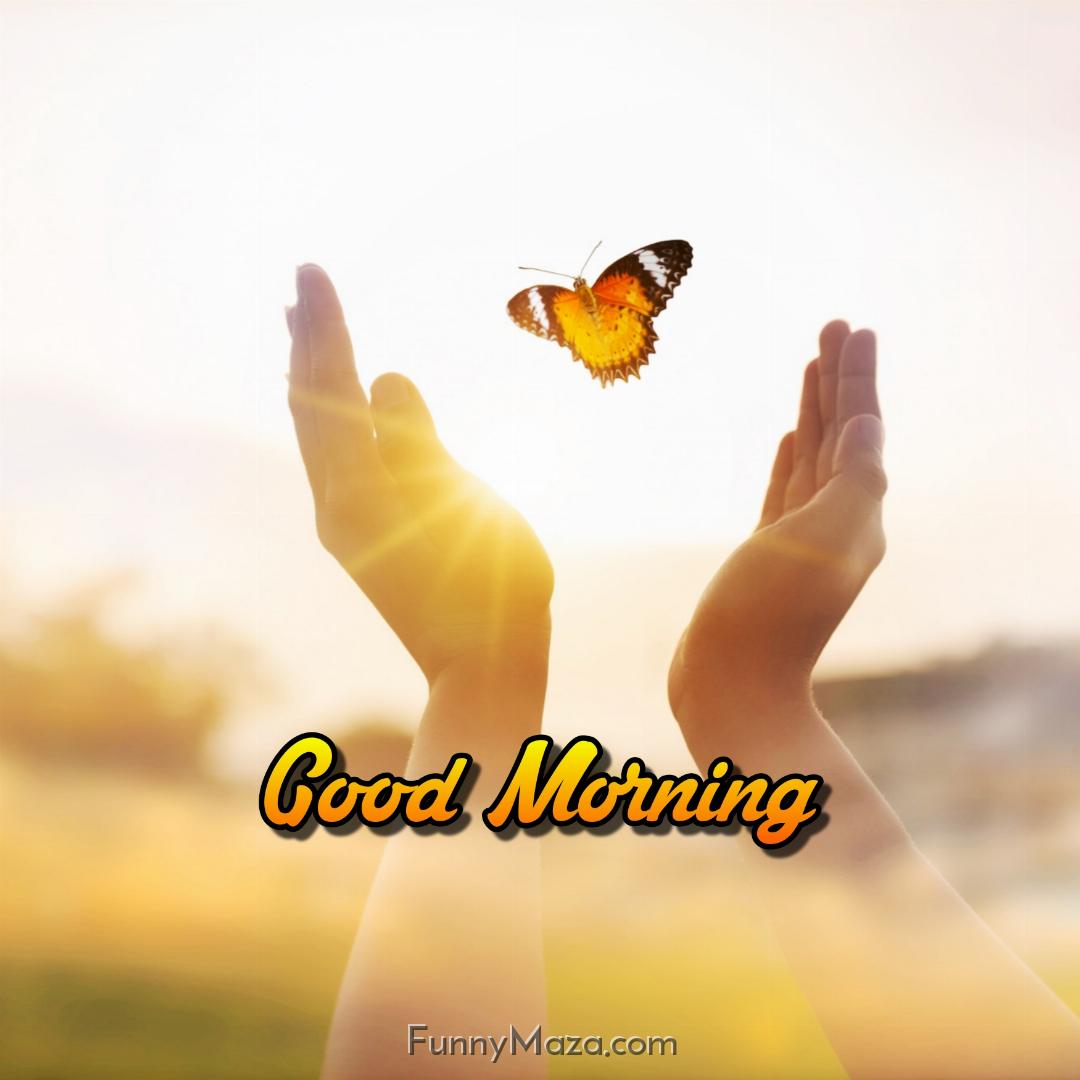 Good Morning Butterfly Sunrise Images Download