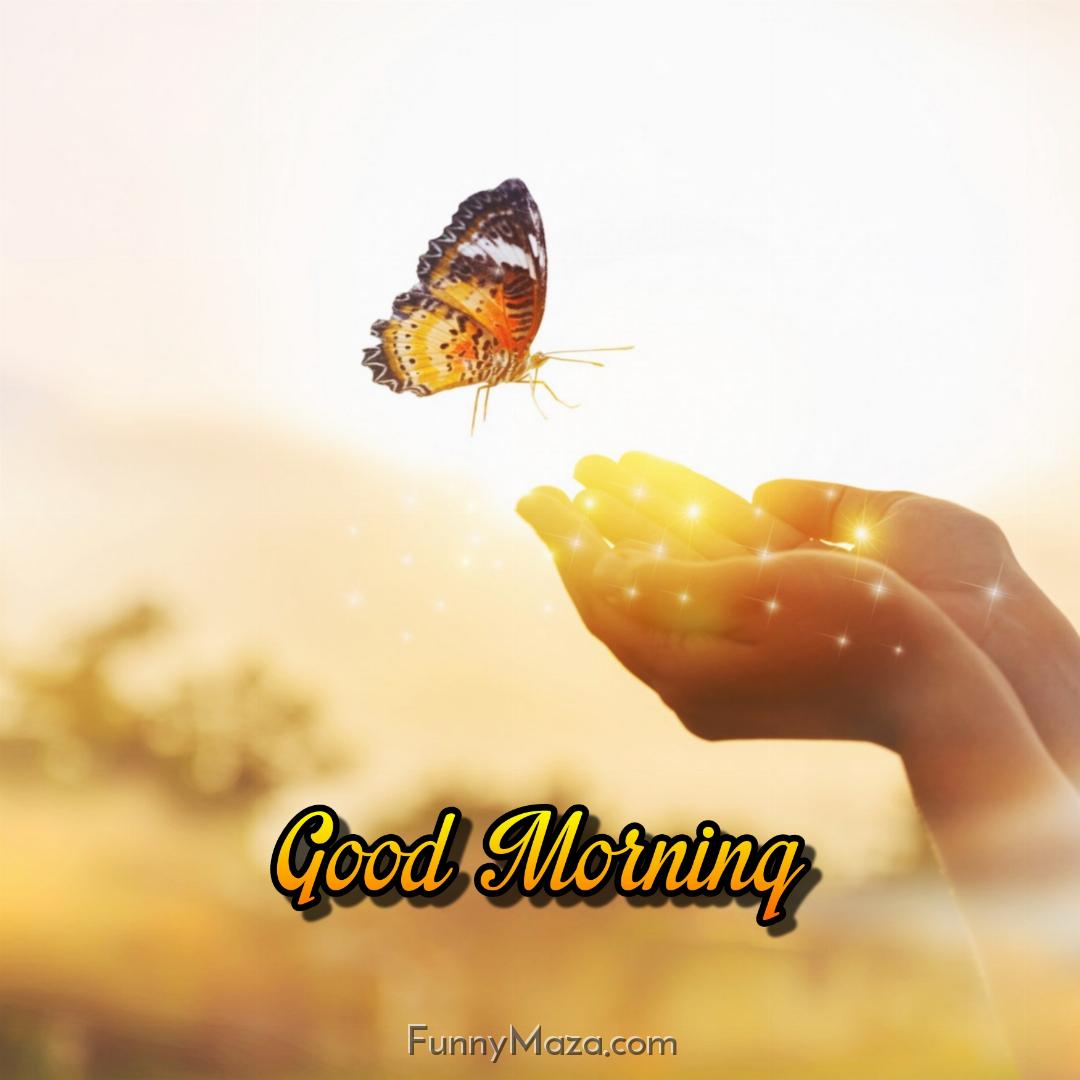 Good Morning Butterfly Sunrise Images