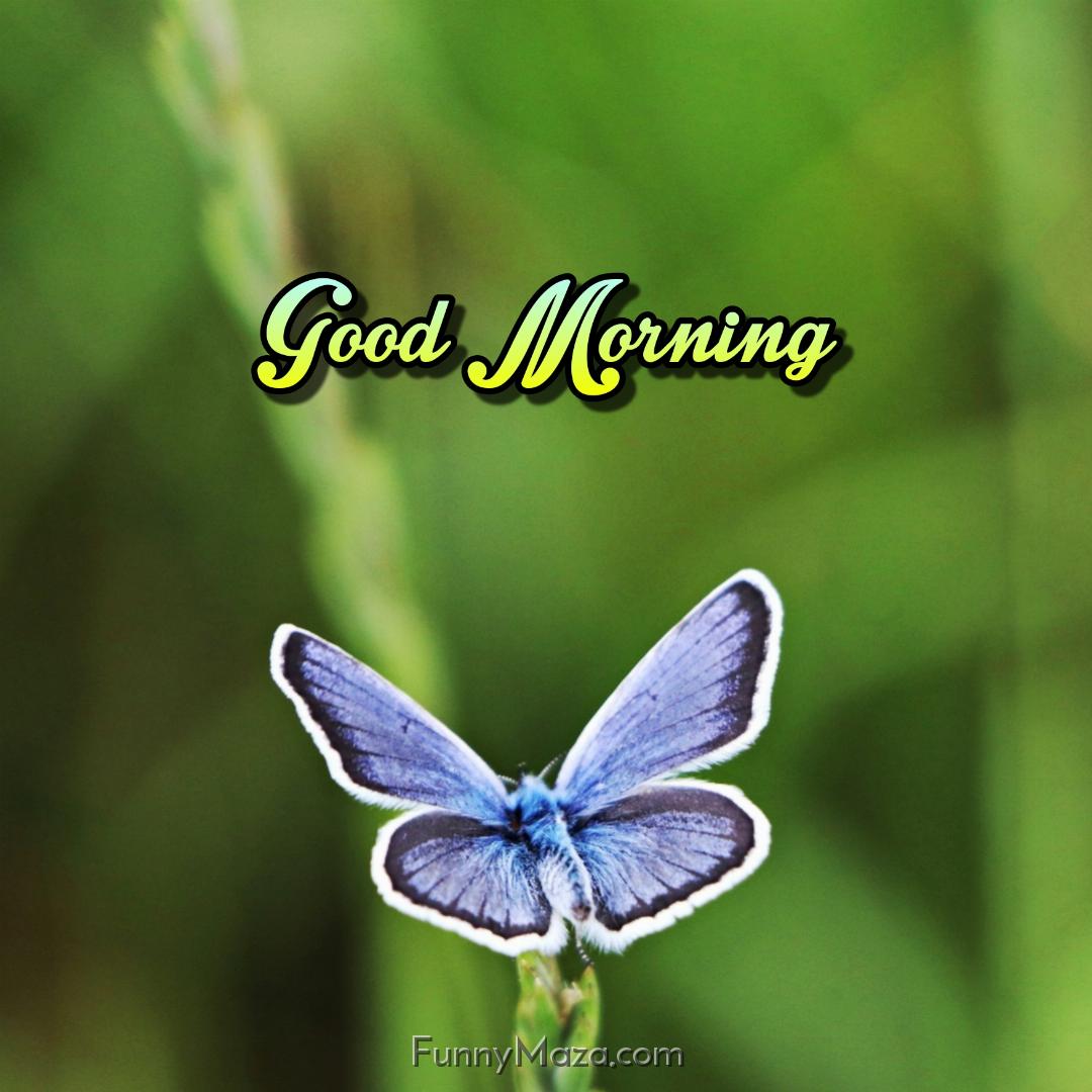 Good Morning Images Of Butterfly