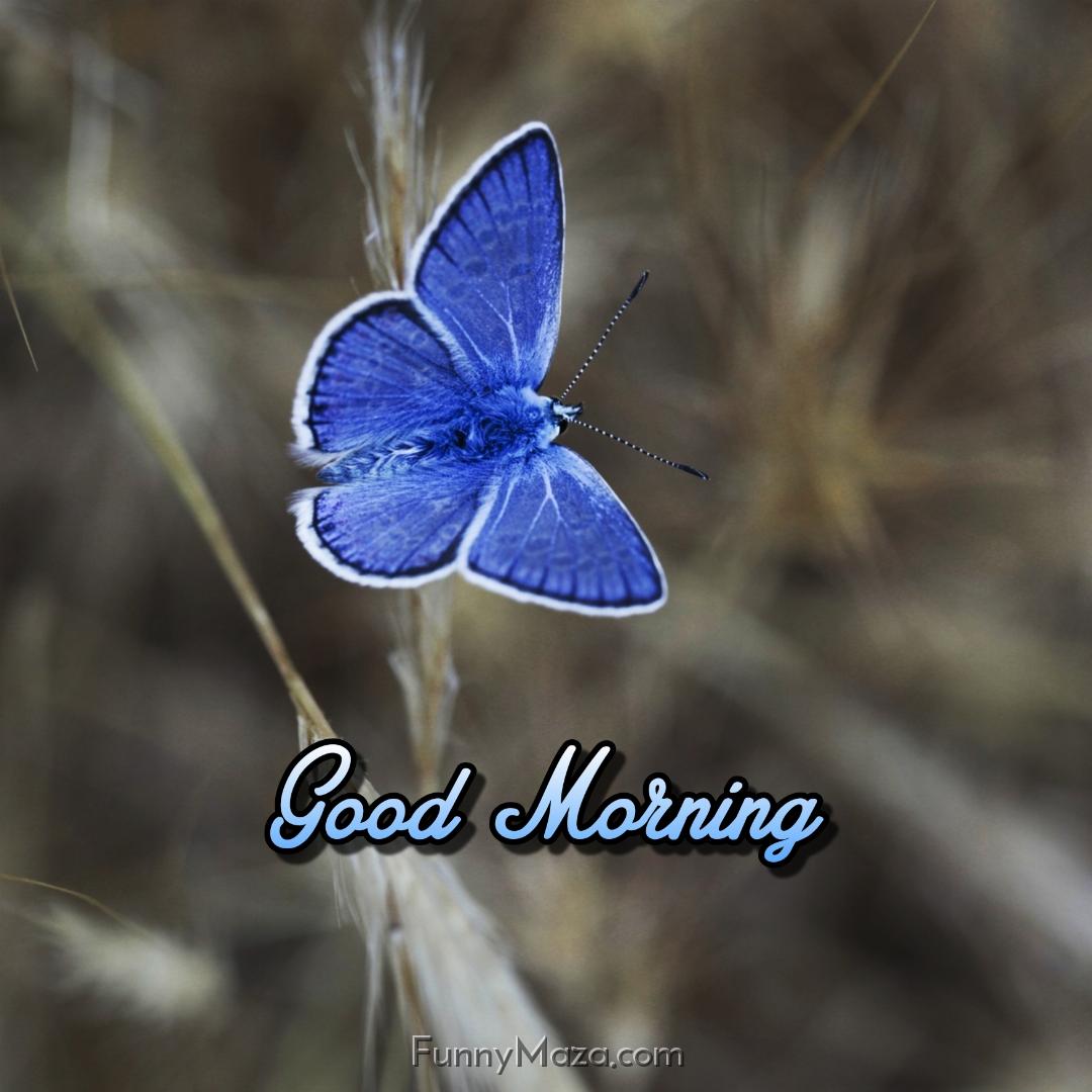 Good Morning Images With Blue Butterfly