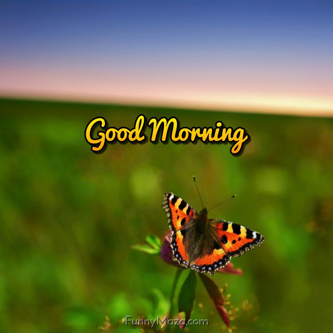 Good Morning Images With Butterfly