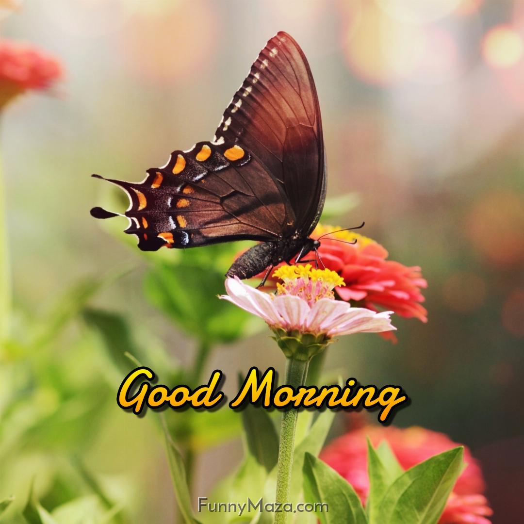 Good Morning Images With Flowers And Butterfly Download