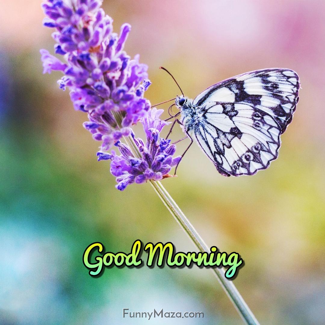 Good Morning Images With Flowers And Butterfly