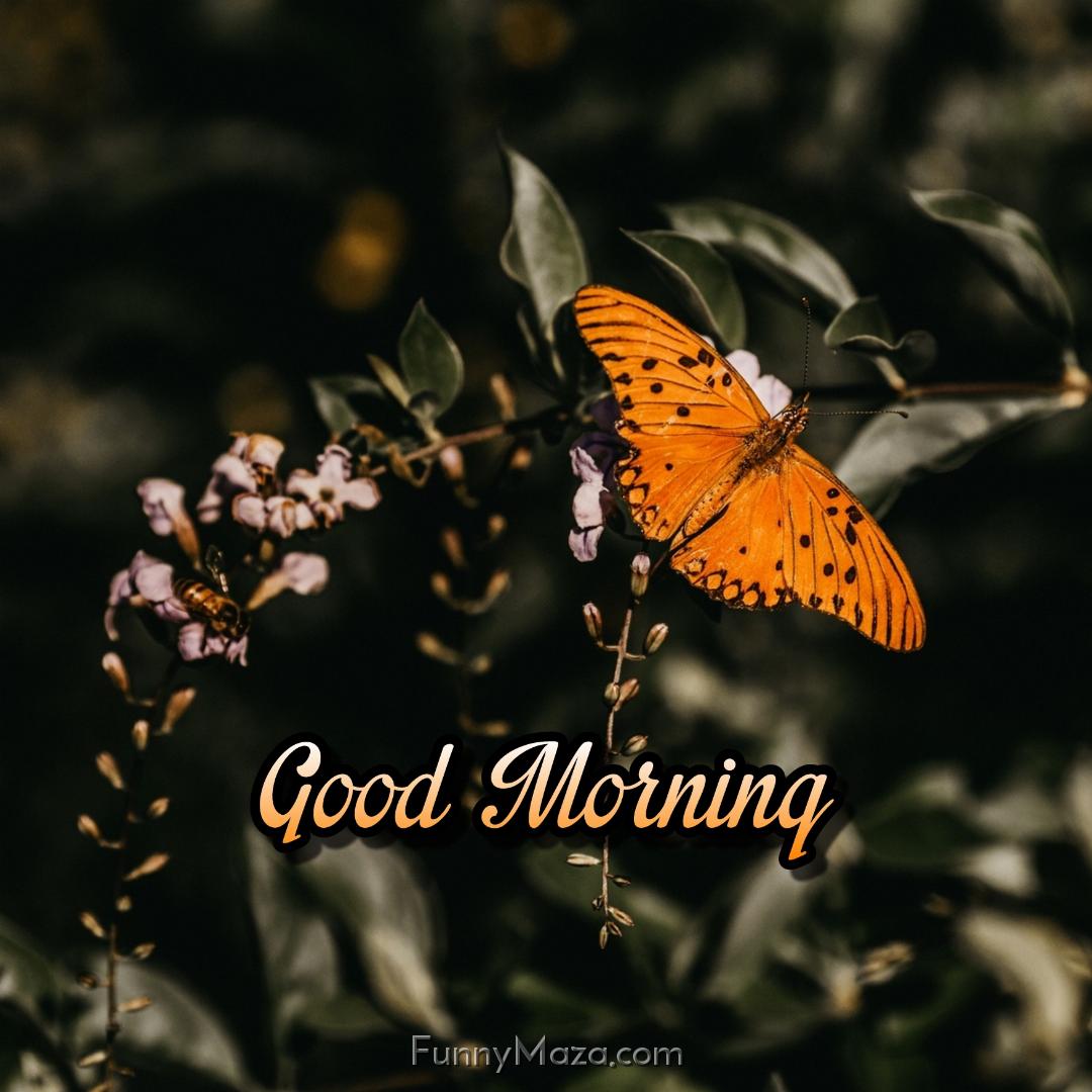 Good Morning Orange Butterfly Images