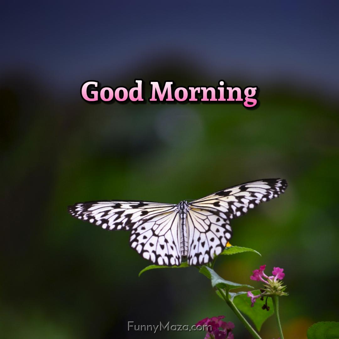 Good Morning White Butterfly Images