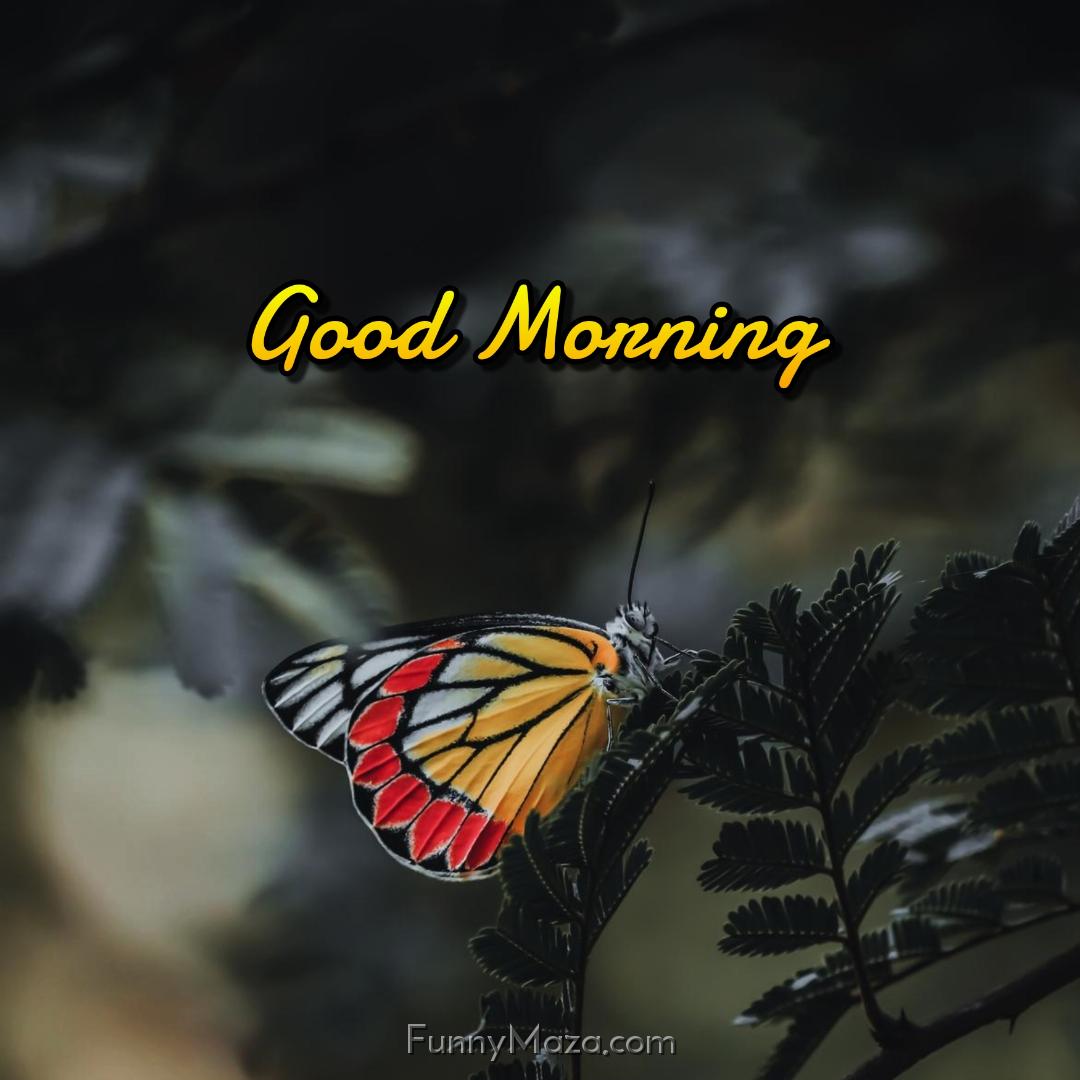 Good Morning With Butterfly And Flowers Images