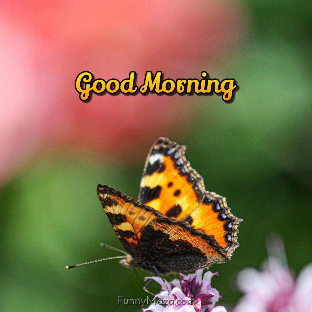 Good Morning With Butterfly Images Download