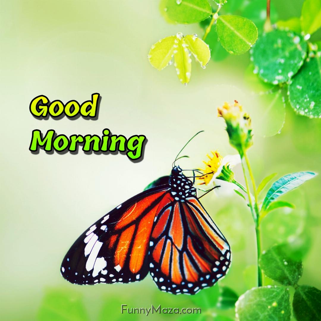 Good Morning With Flowers And Butterfly Images Download