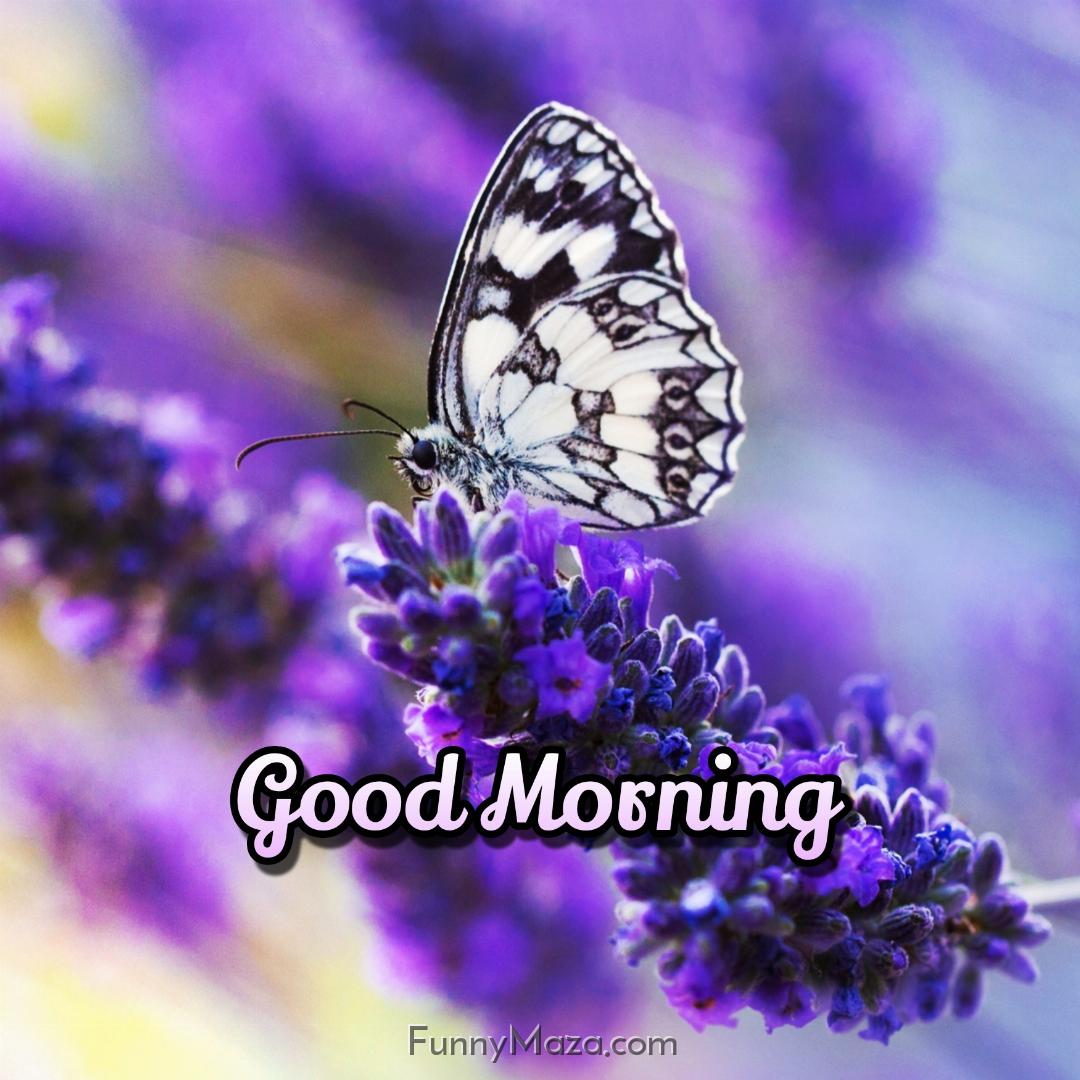 Good Morning With Flowers And Butterfly Images