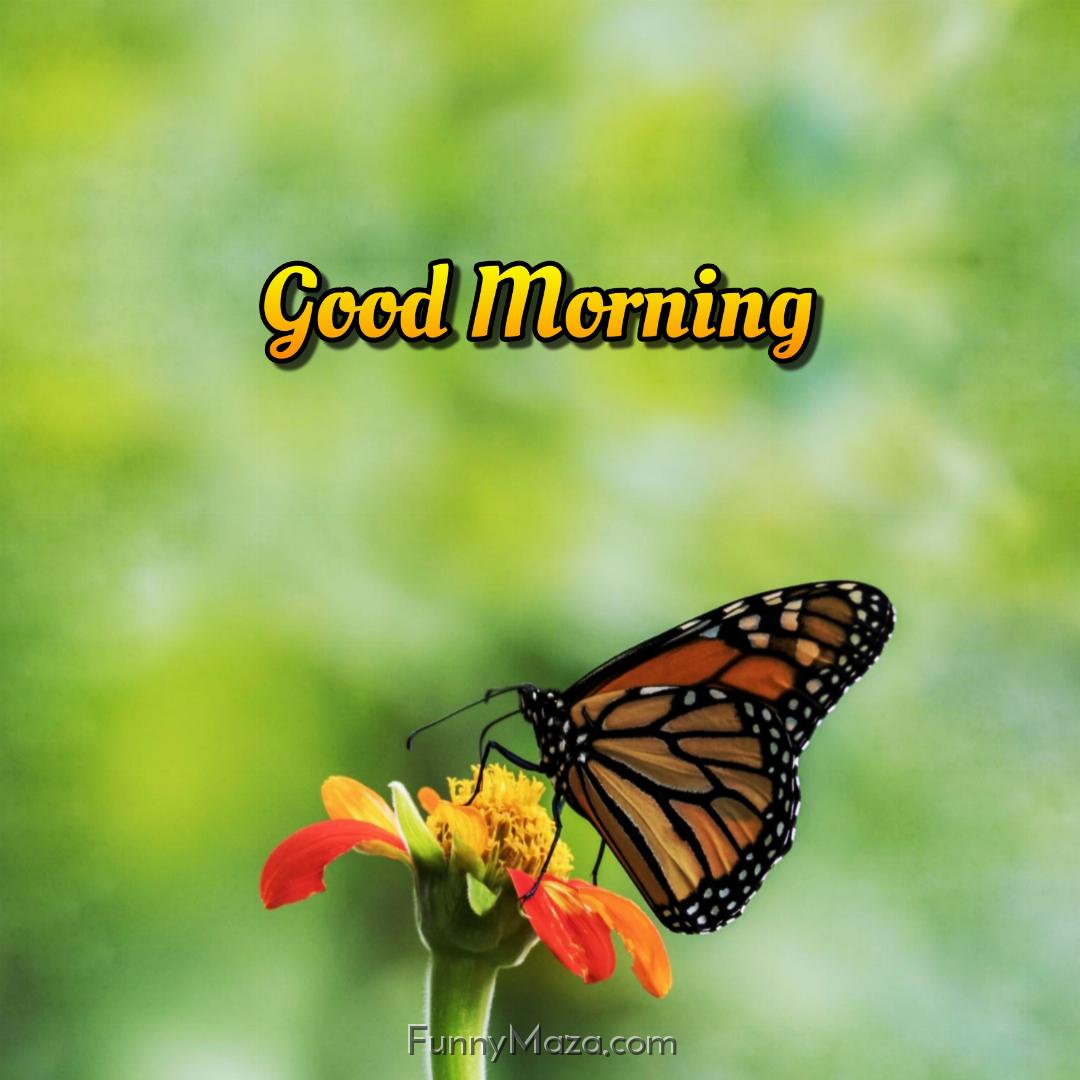 Images Of Good Morning With Butterflies Download