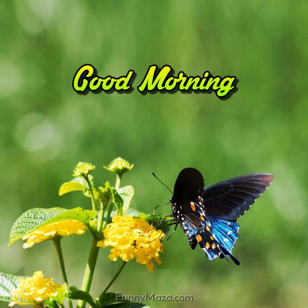 Images Of Good Morning With Butterfly