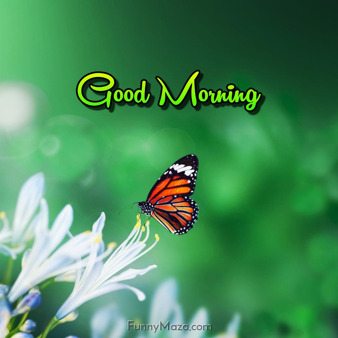 New Good Morning Butterfly Images 2024 Free Download