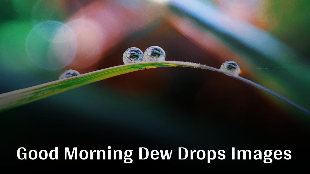 Beautiful Good Morning Dew Drops Images