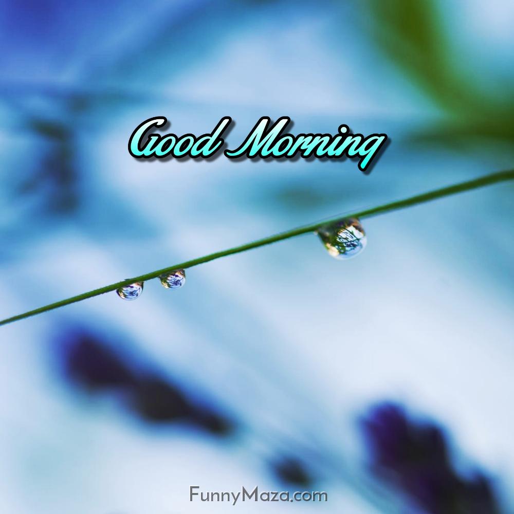 Beautiful Good Morning Dew Drops Images Download