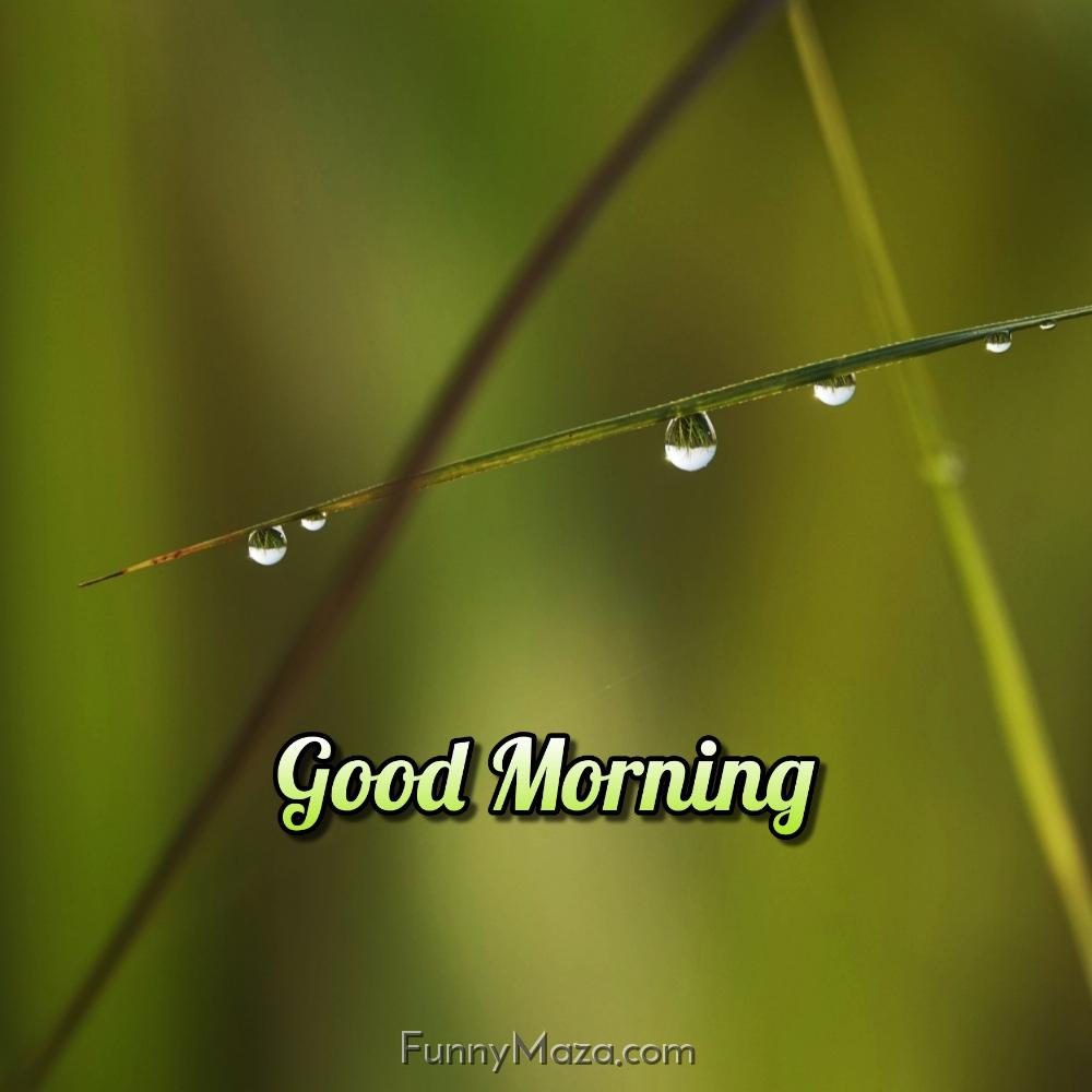 Beautiful Good Morning Dew Drops Images