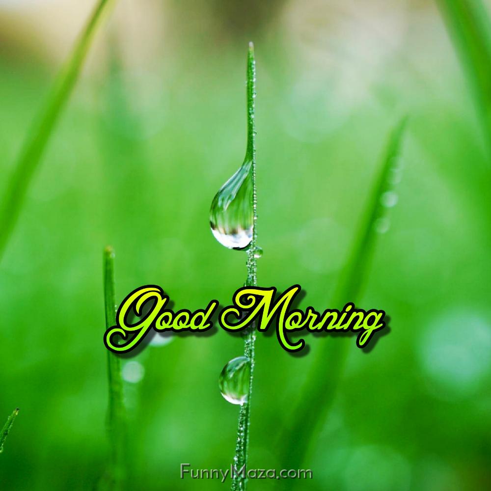 Dew Drop Good Morning Images Download