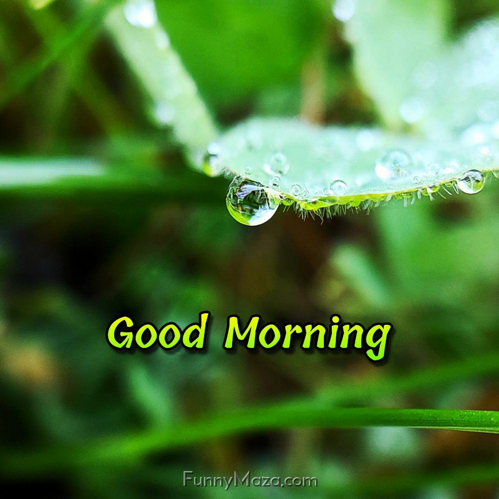 Dew Drop Good Morning Images HD