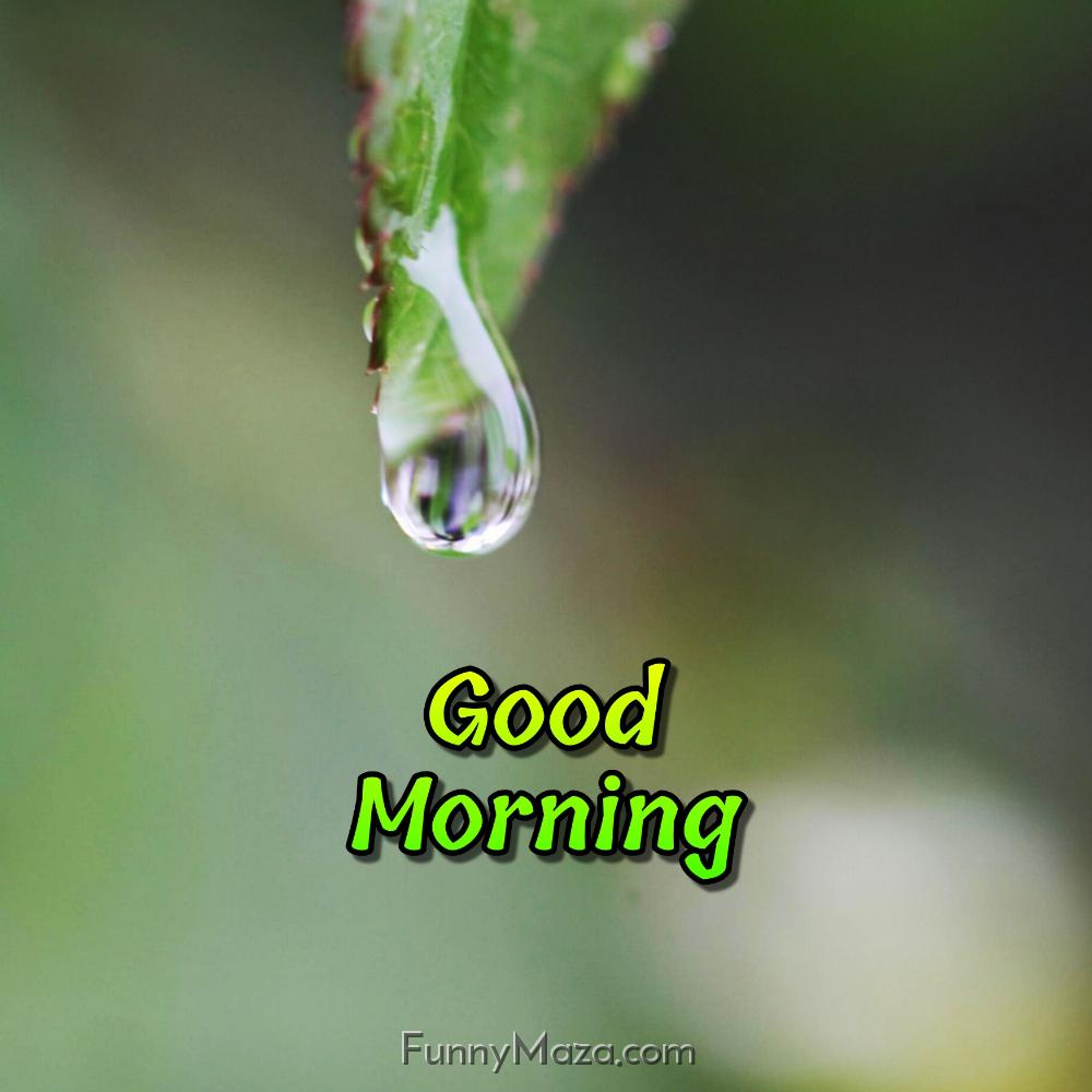 Dew Drop Good Morning Pictures