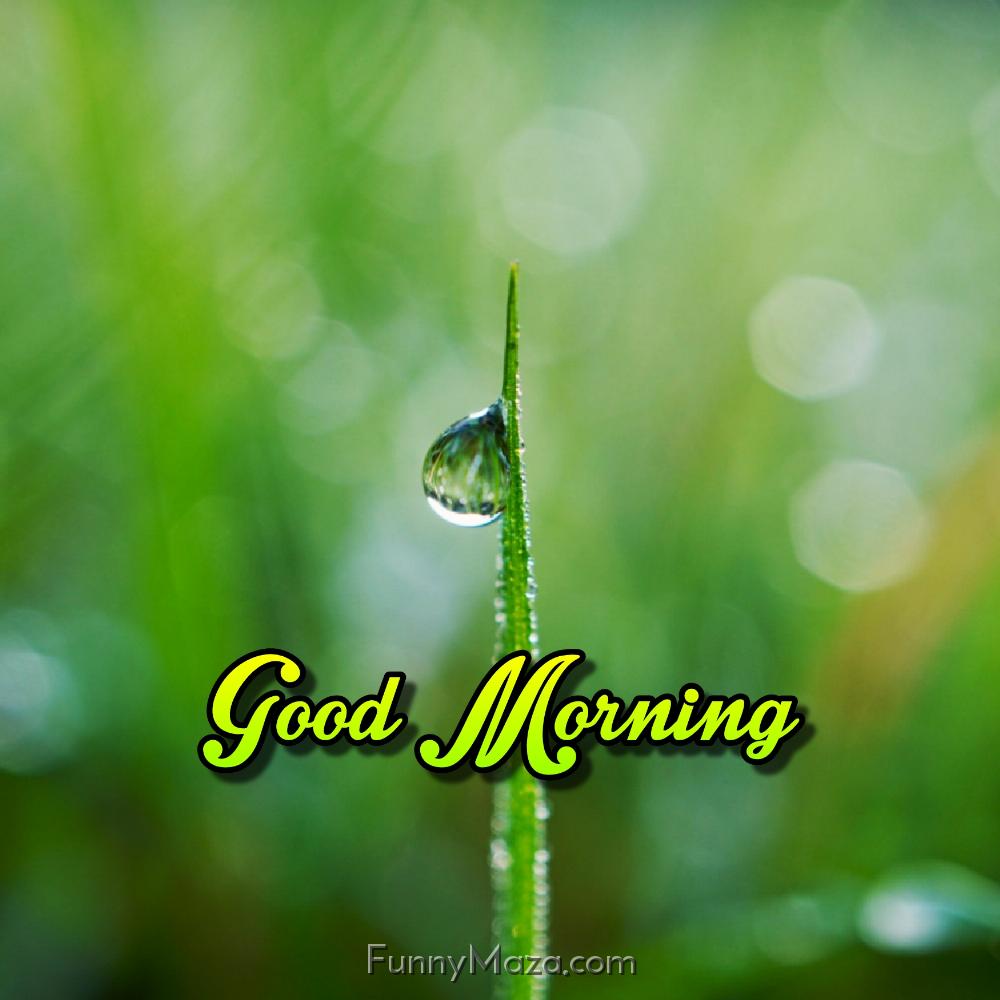 Dew Drop Images Good Morning Download