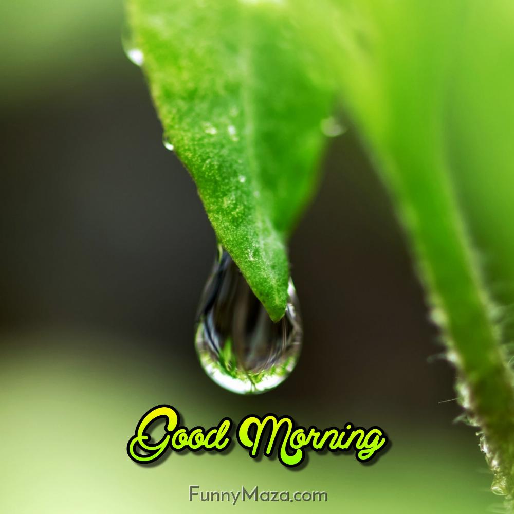 Dew Drop Images Good Morning