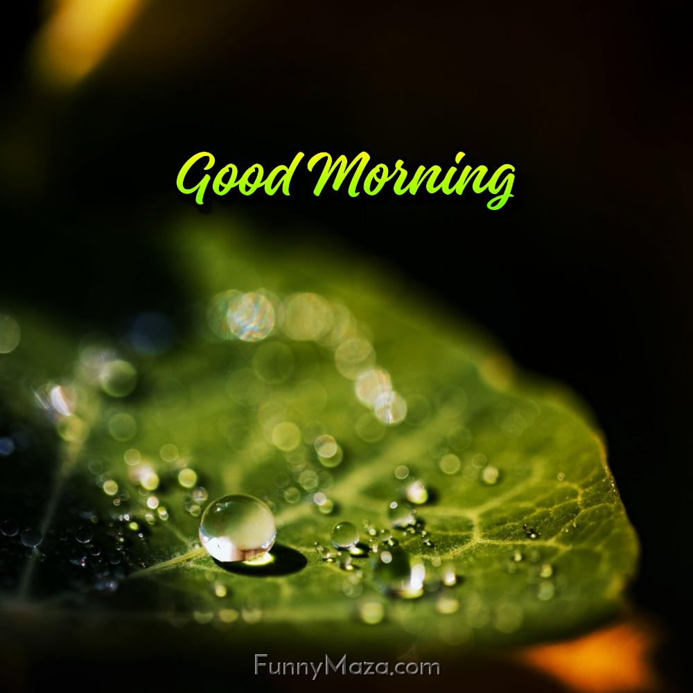 Dew Drops Good Morning Images