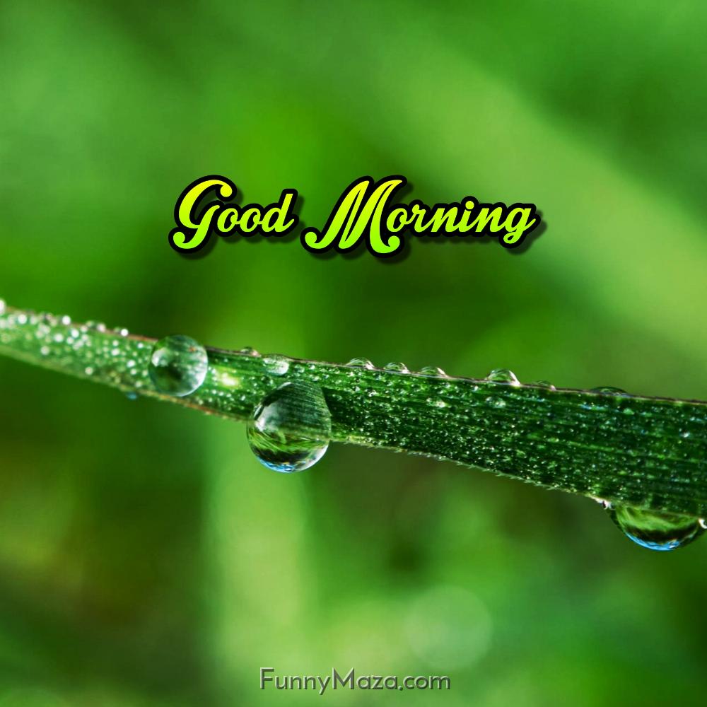 Dew Drops Good Morning Pictures