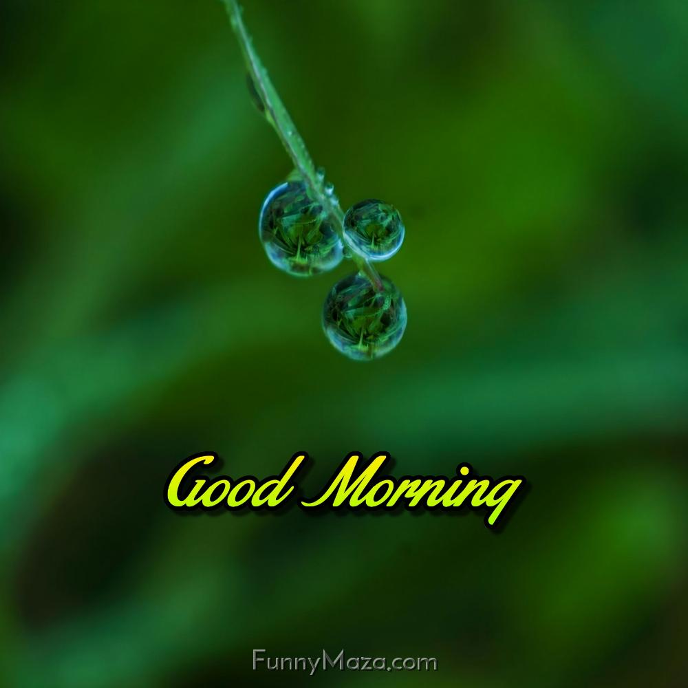 Dew Drops Images Good Morning Download