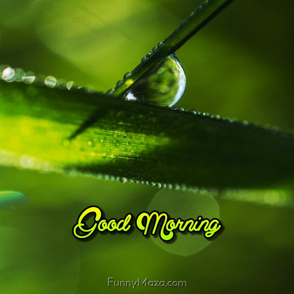 Free Good Morning Dew Drop Images Download