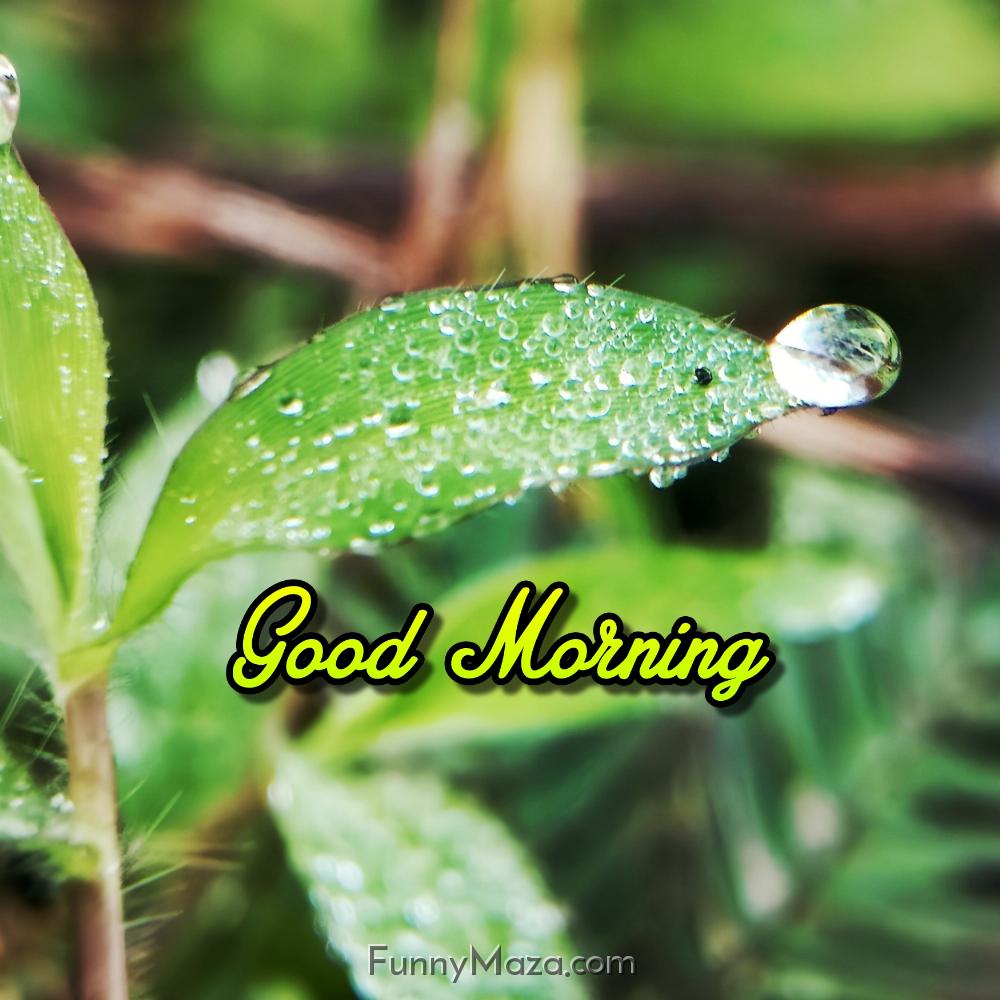 Free Good Morning Dew Drop Images