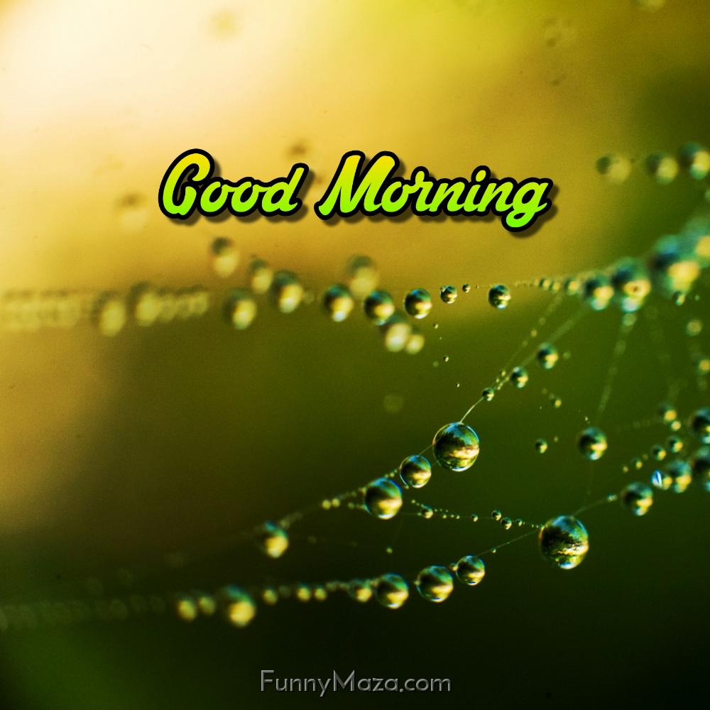 Free Good Morning Dew Drops Images