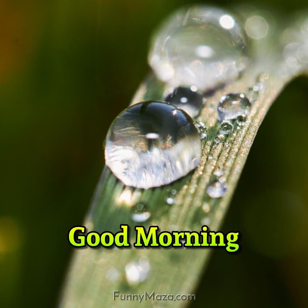 GM Dew Drop Images