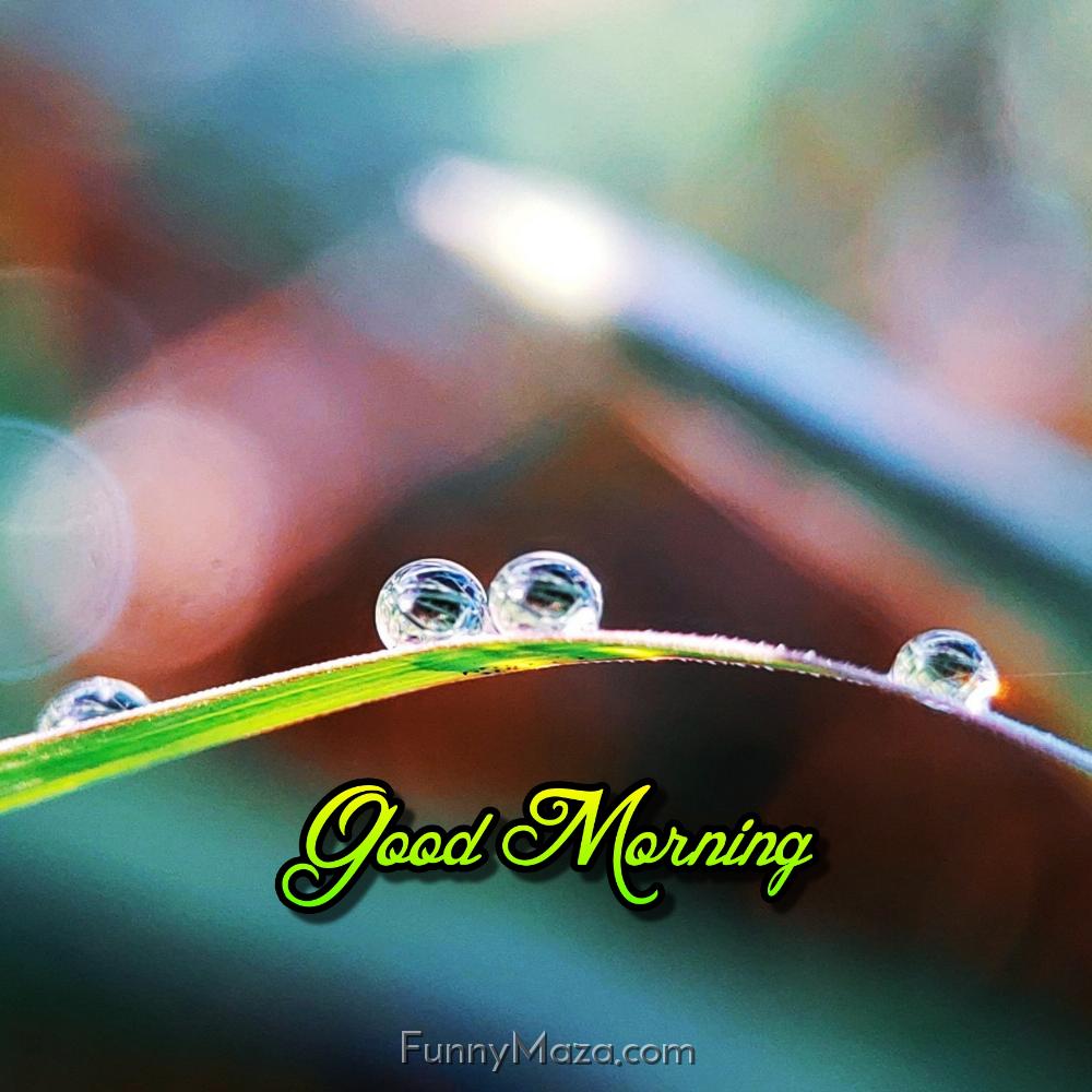 Gm Dew Drops Images