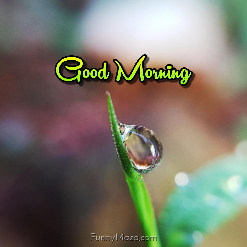 Good Morning Beautiful Dew Drop Images